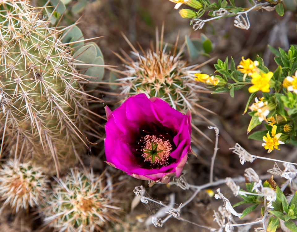 Sonoran Desert National Monument (26853233505)