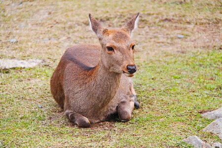 Animal nature grass