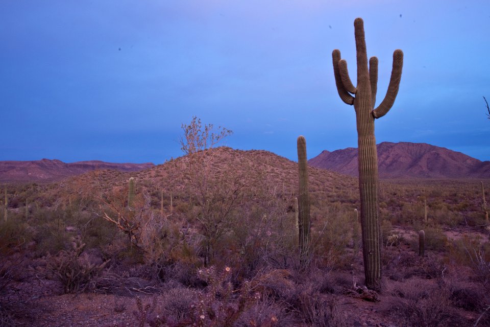 Sonoran Desert National Monument (26673136526)