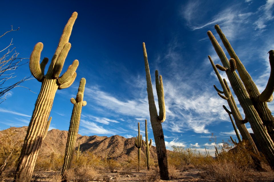 Sonoran Desert National Monument (26673132946)