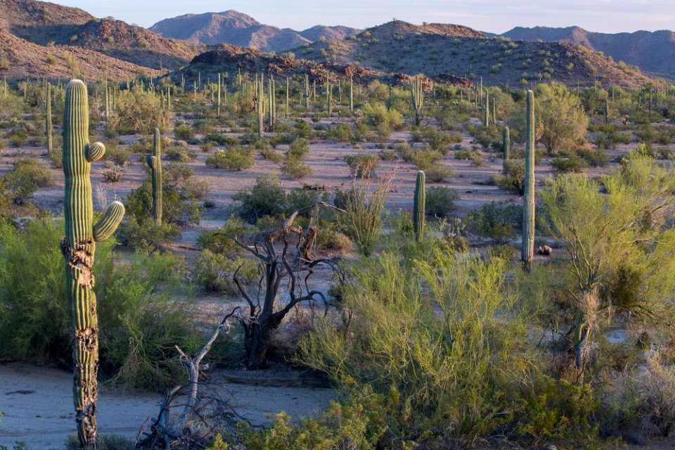 Sonoran Desert National Monument (26699734085)