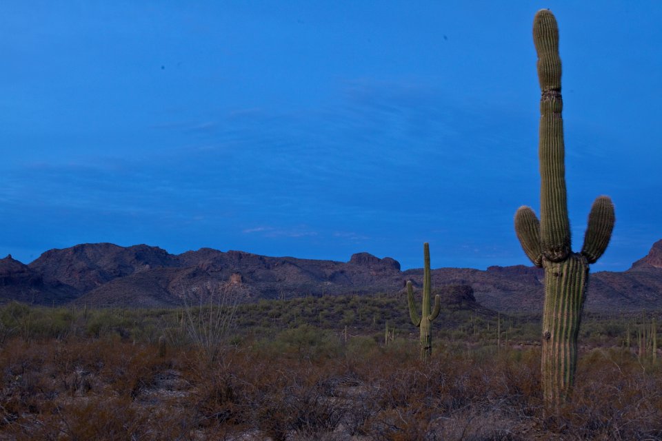 Sonoran Desert National Monument (26699816535)