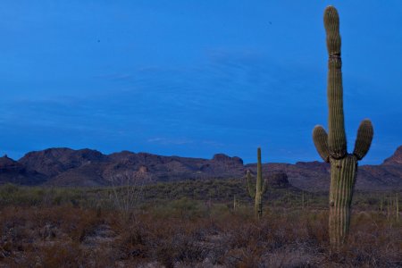 Sonoran Desert National Monument (26699816535)