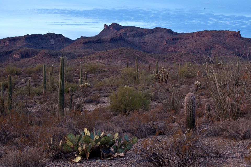 Sonoran Desert National Monument (26699815395)
