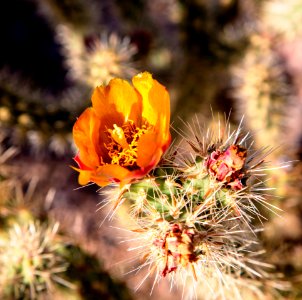 Sonoran Desert National Monument (26853224685)