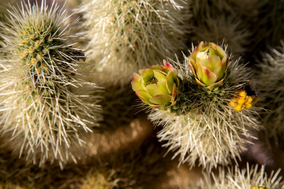 Sonoran Desert National Monument (26759358242)