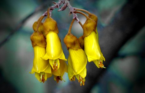 Sophora, or Kowhai (51517094513)