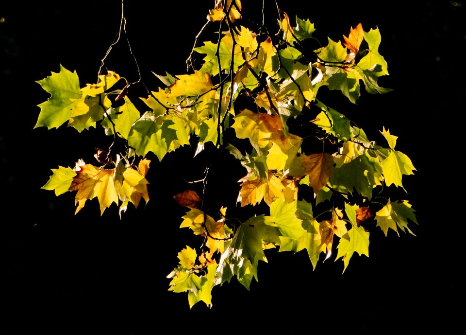 Autumn leaves leaves nature