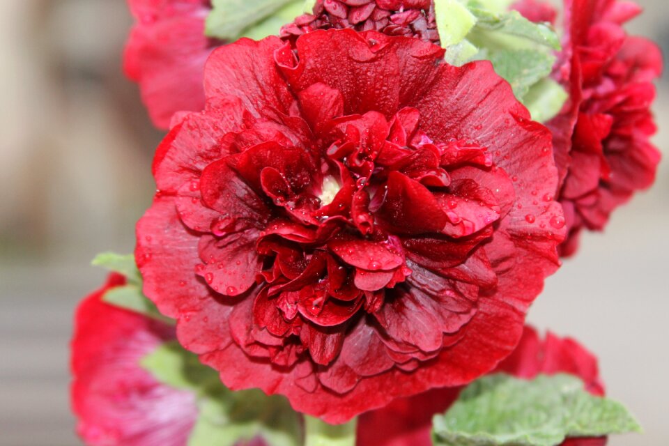 Red floral plant