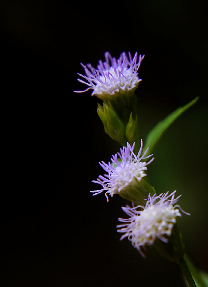 Wildflowers purple flowers grass tree