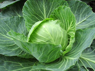 Vegetables food raw