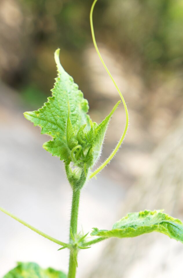 Bud melon clove bud