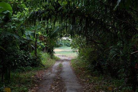 Jungle pathway natural photo