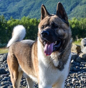 Outdoors nature dog
