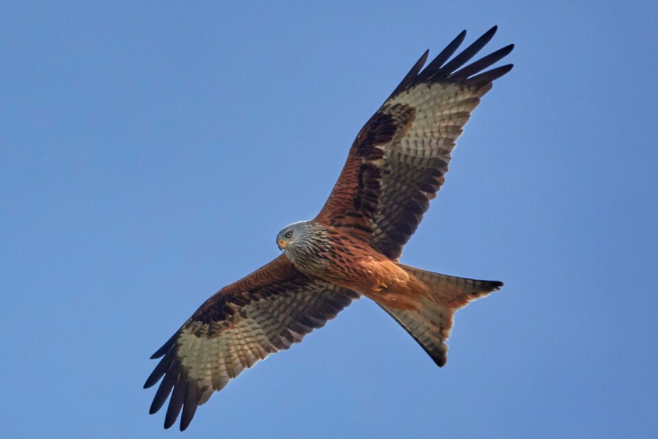Animal world bird of prey wing