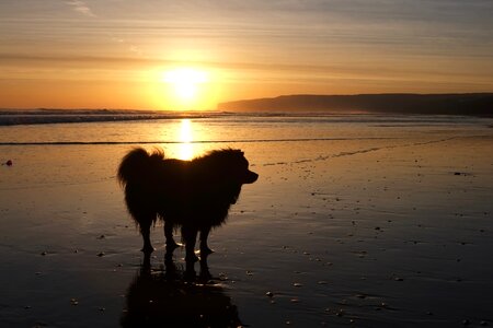 Dawn dusk dog photo
