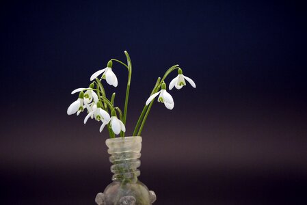 Snowdrop small plant spring flowers