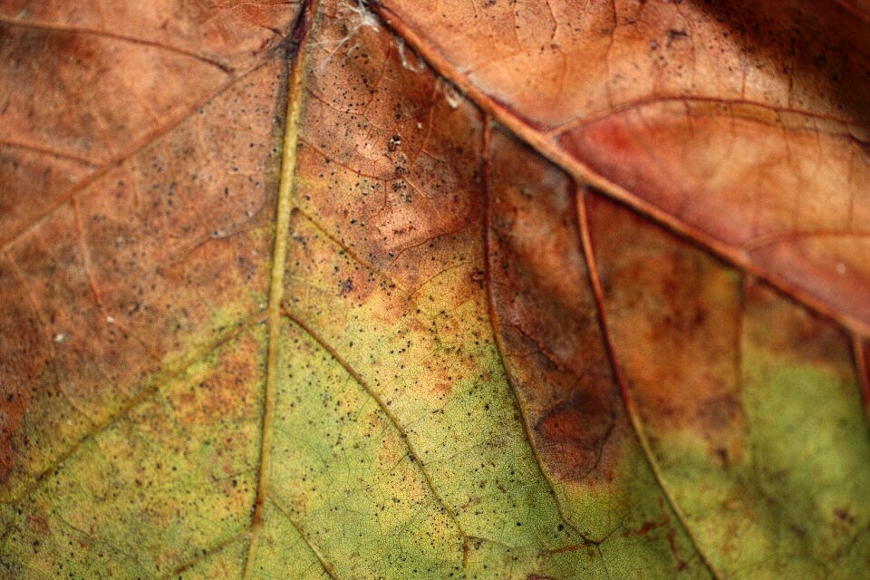 Dried up autumn macro photo