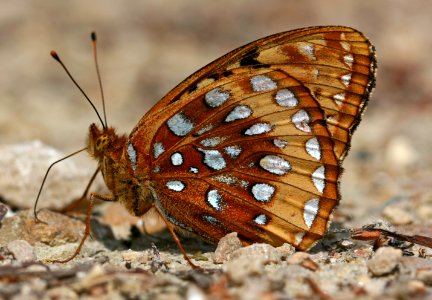 Speyeria cybele dabbing (3736218477)