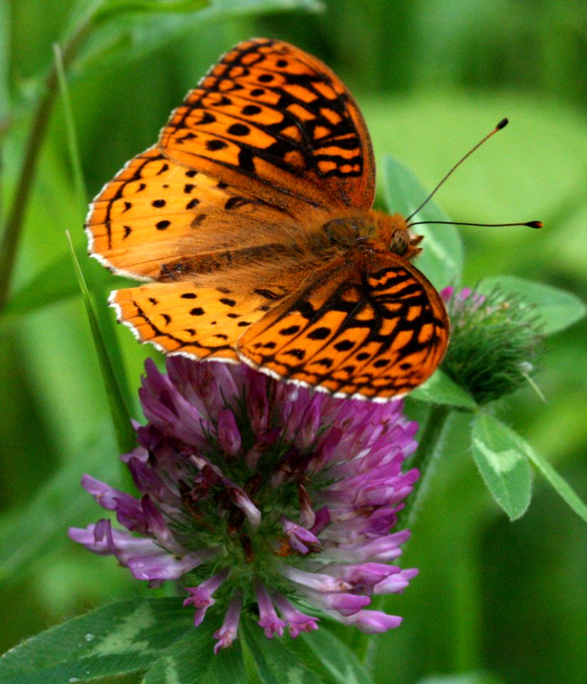 Speyeria cybele (3683668083)