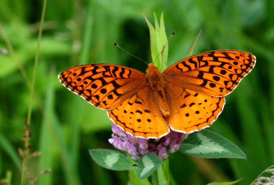 Speyeria aphrodite (3684519754)