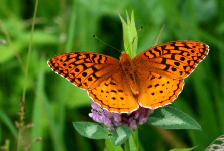 Speyeria aphrodite (3684519754)