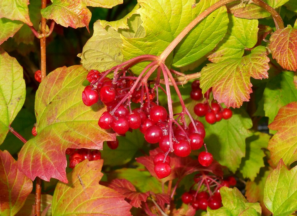 Bush red fruits autumn