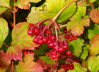 Bush red fruits autumn photo