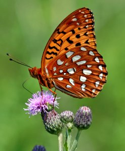 Speyeria aphrodite on russian thisle (3718595766)