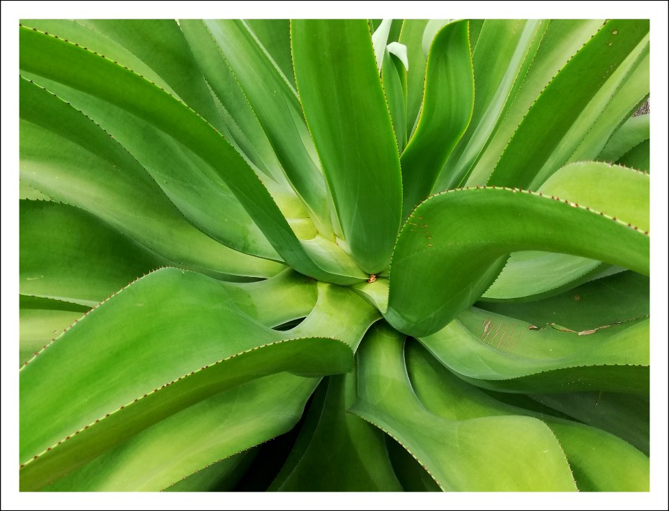 Spiky century plant - Flickr - GeorgeTan ^2...thanks for millionth support