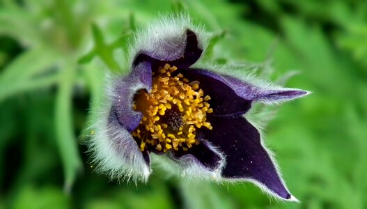 Anemone violet garden