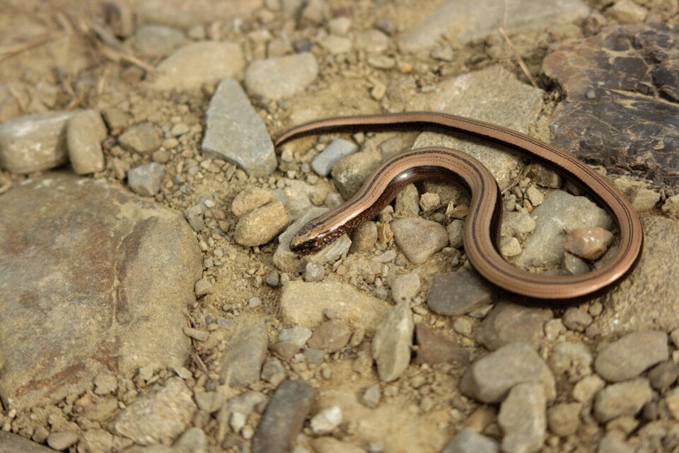 The lizard yellow belly normal
