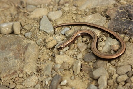 The lizard yellow belly normal