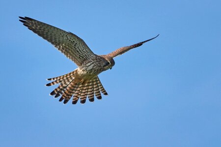 Nature wing bird of prey photo