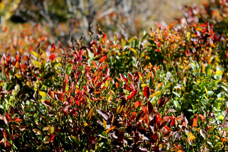 Plant nature foliage