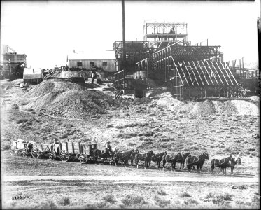 A team of 12 horses hauling three wagons full of ore, Goldfield, Nevada, ca.1905 (CHS-5429)