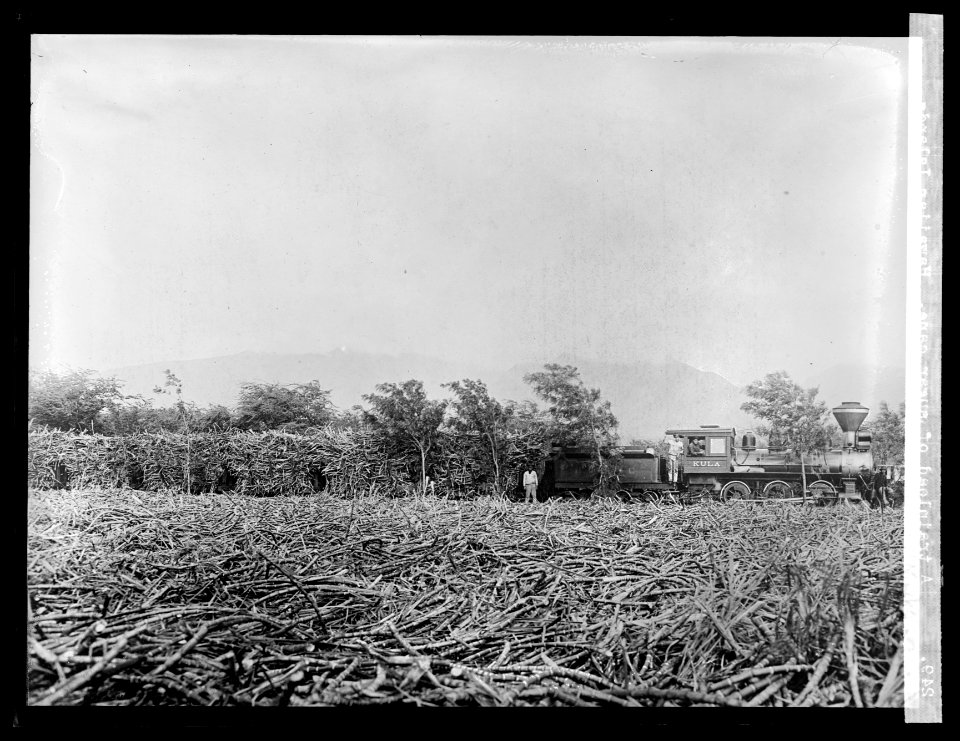 A trainload of sugar cane. Hawaiian Islands LCCN2016824462