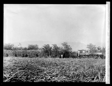 A trainload of sugar cane. Hawaiian Islands LCCN2016824462 photo