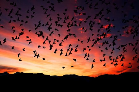 Silhouette sky birds photo