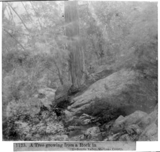 A tree growing from a rock in Yosemite Valley, Mariposa County LCCN2002717182