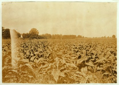 A typical farm home. Tobacco and corn surrounding the house. LOC nclc.00498