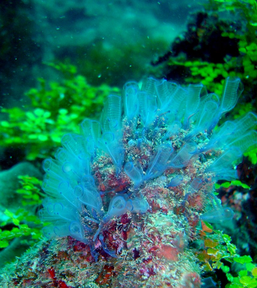 A tunicate colony on Guam (reef110696964)