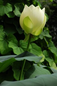 Garden nature lotus