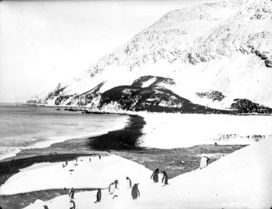 A view along the shore with penguins in the foreground, South Georgia RMG P00010