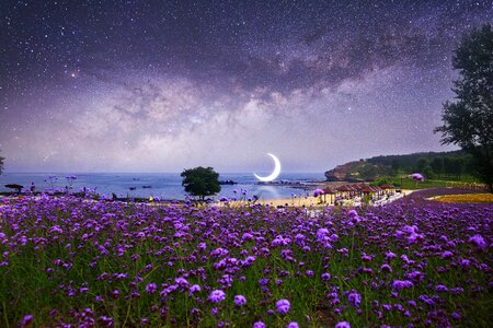 Twilight purple sea of flowers