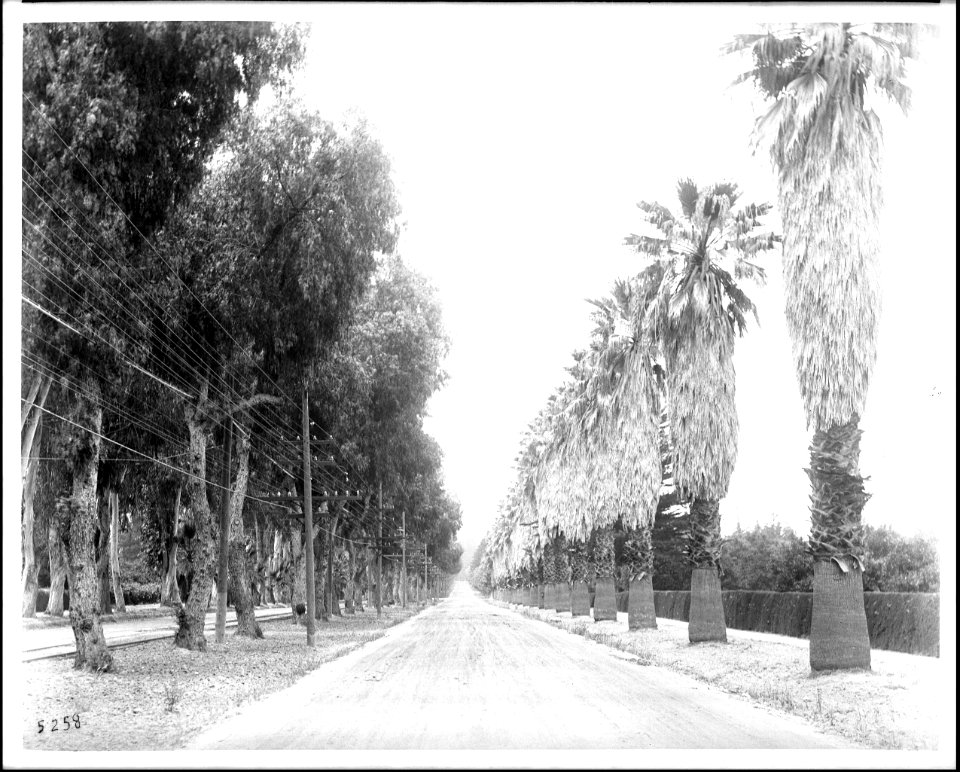 A view of Magnolia Avenue in Riverside, ca.1900 (CHS-5258)