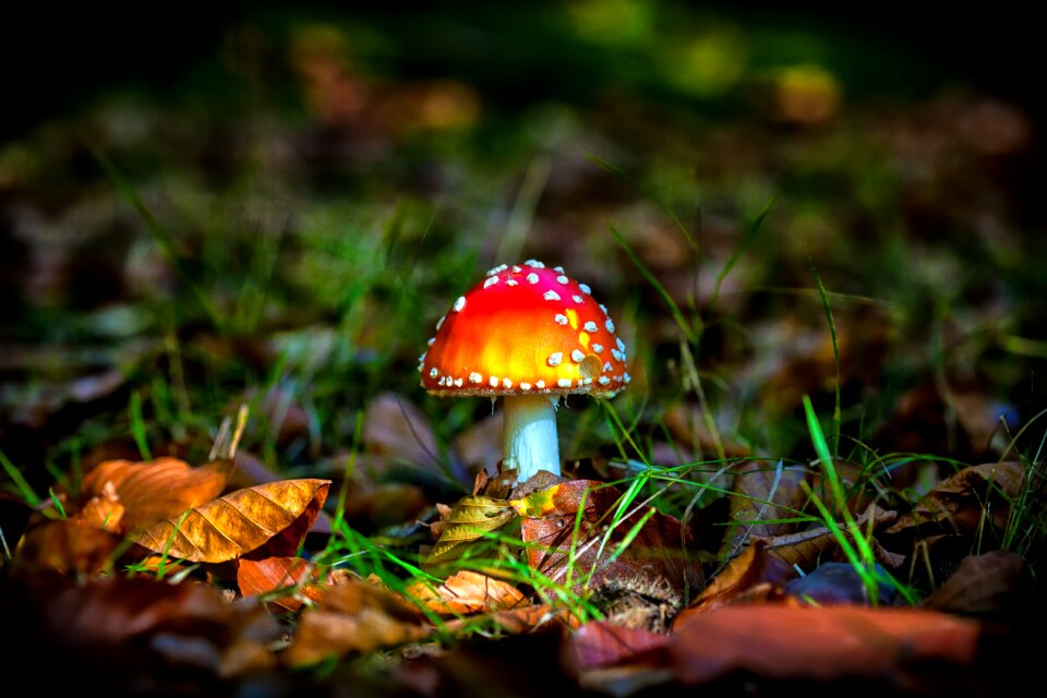 Seasons leaves nature