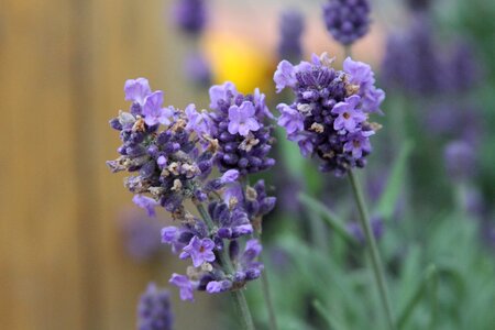 Purple floral plant