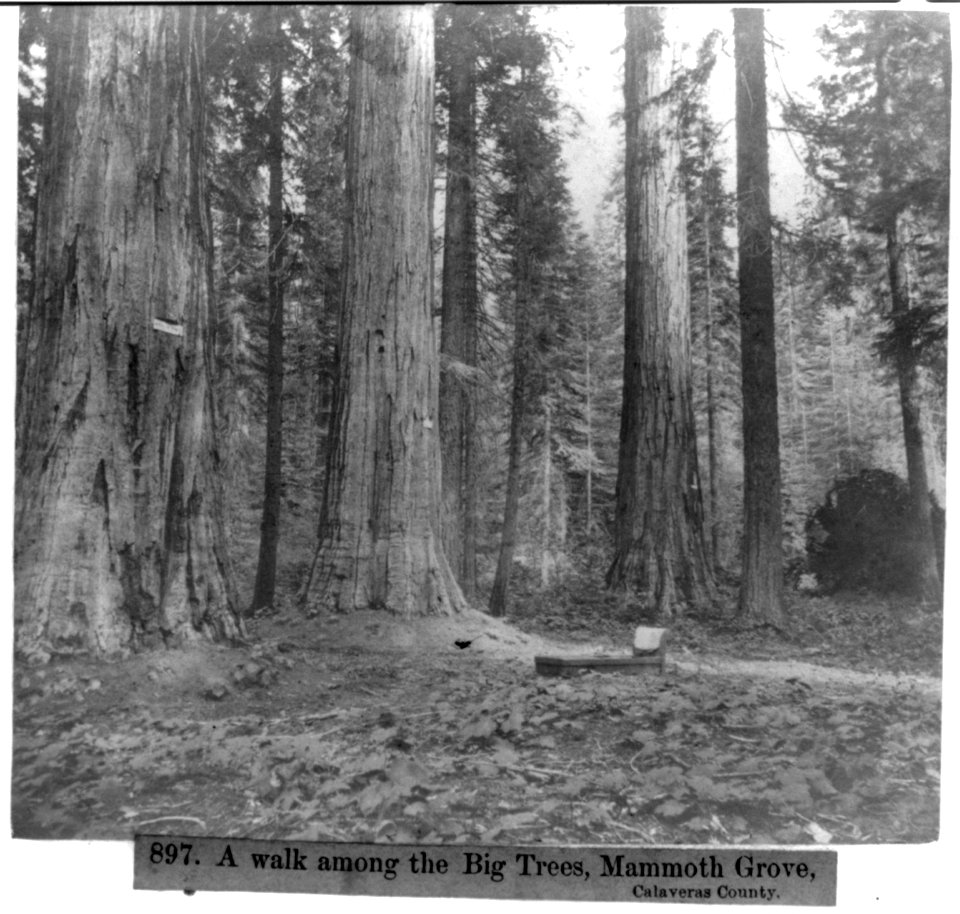 A walk among the Big Trees, Mammoth Grove, Calaveras County LCCN2002723050