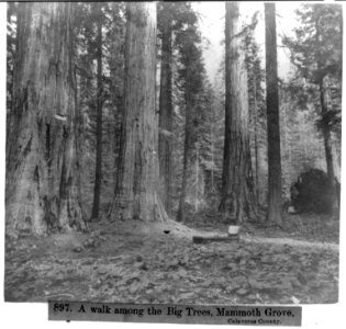 A walk among the Big Trees, Mammoth Grove, Calaveras County LCCN2002723050